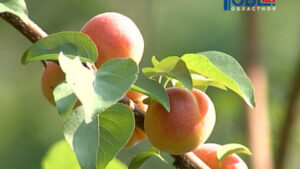 саженцы абрикоса