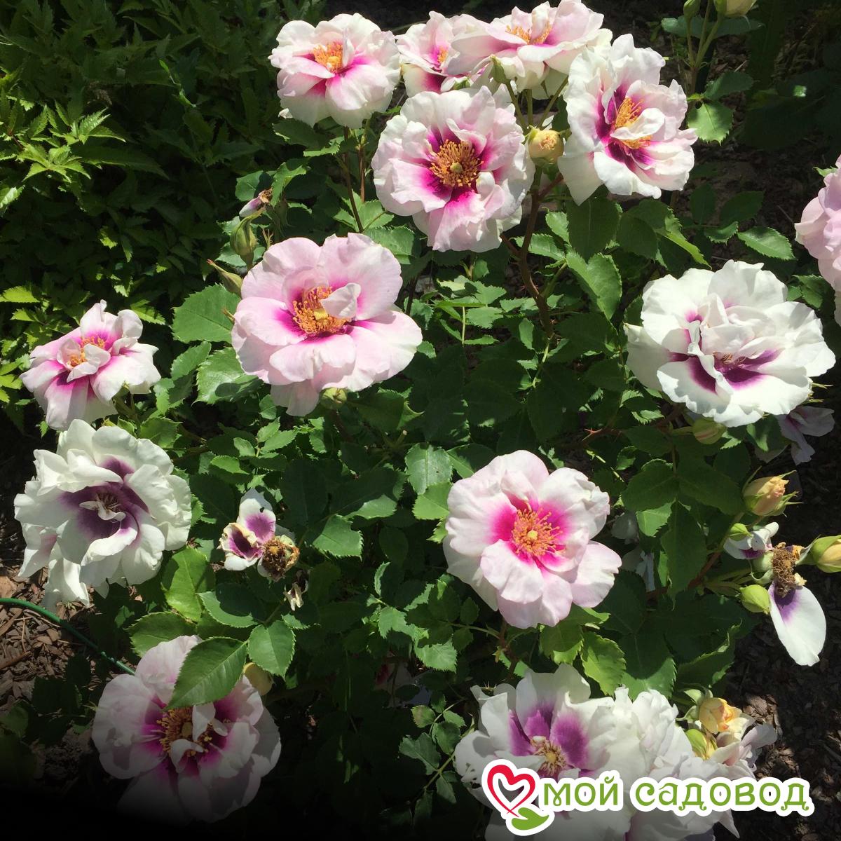 Роза Айс Фо Ю флорибунда