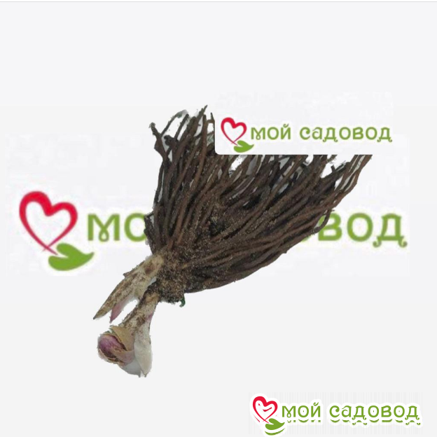 Морозник Океан Стар